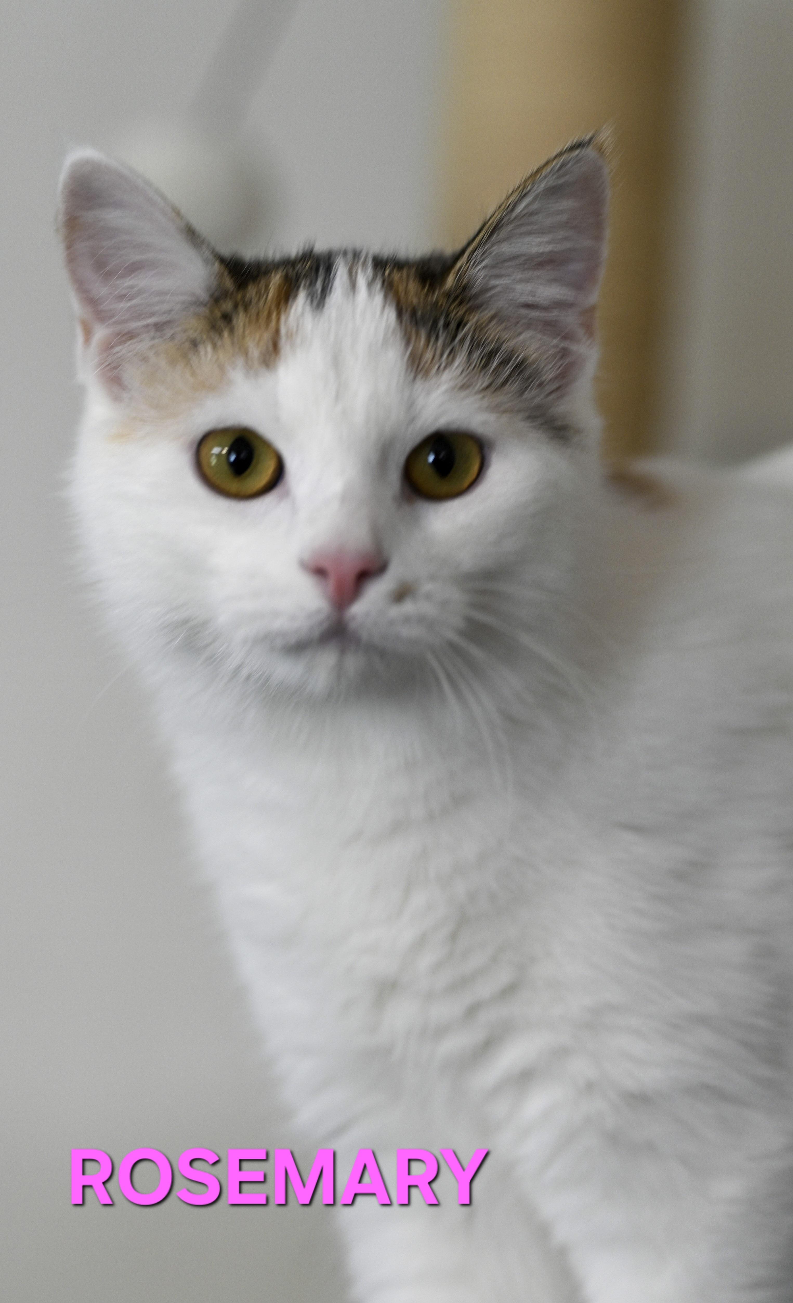 ROSEMARY - BONDED PAIR - GINGER, adopted, Young Female Calico.