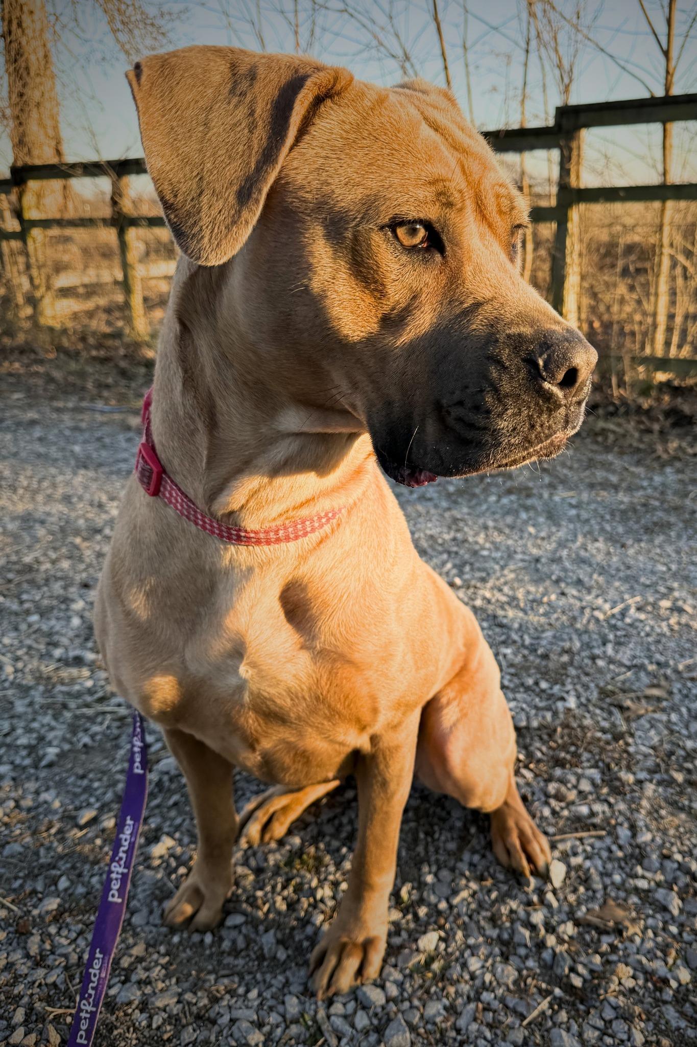 Enlarge Amberlyn, a ADOPTABLE mixed breed in Edwardsville, IL image 1/2