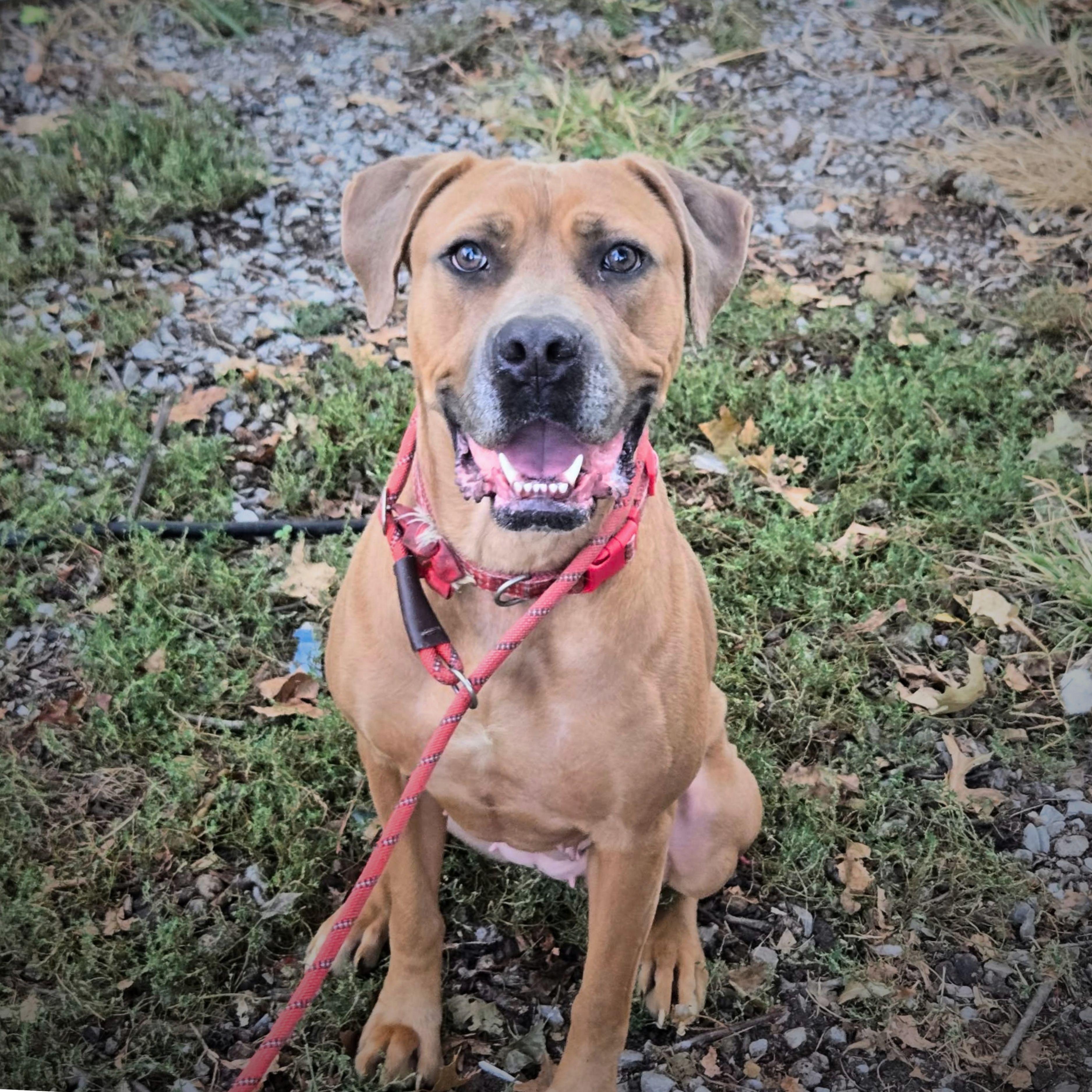 Amberlyn- Loves doggy friends and kids, Adoptable, Adult Female Boxer & Labrador Retriever.