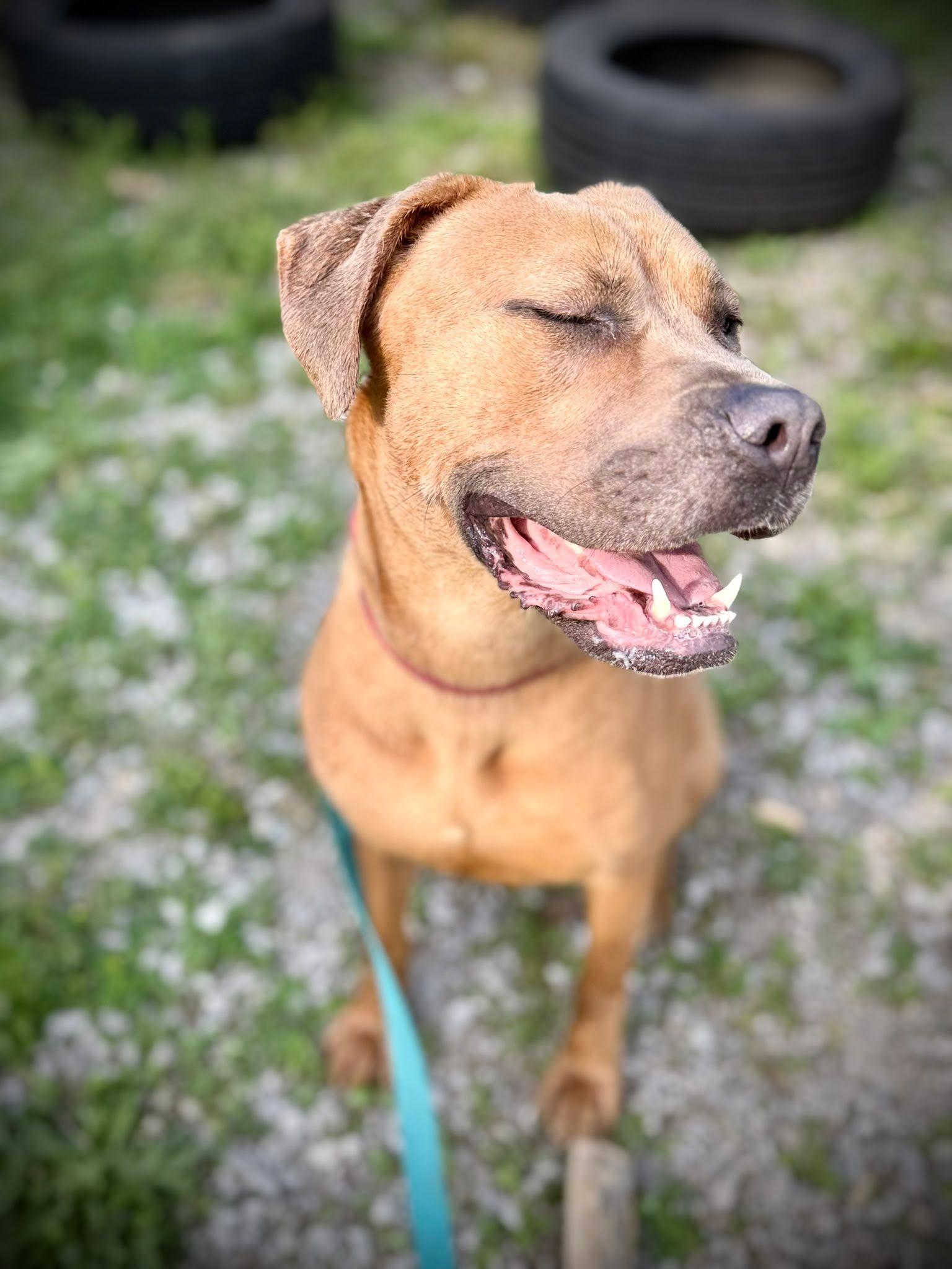 Enlarge Amberlyn, a ADOPTABLE mixed breed in Royalton, IL image 5/5