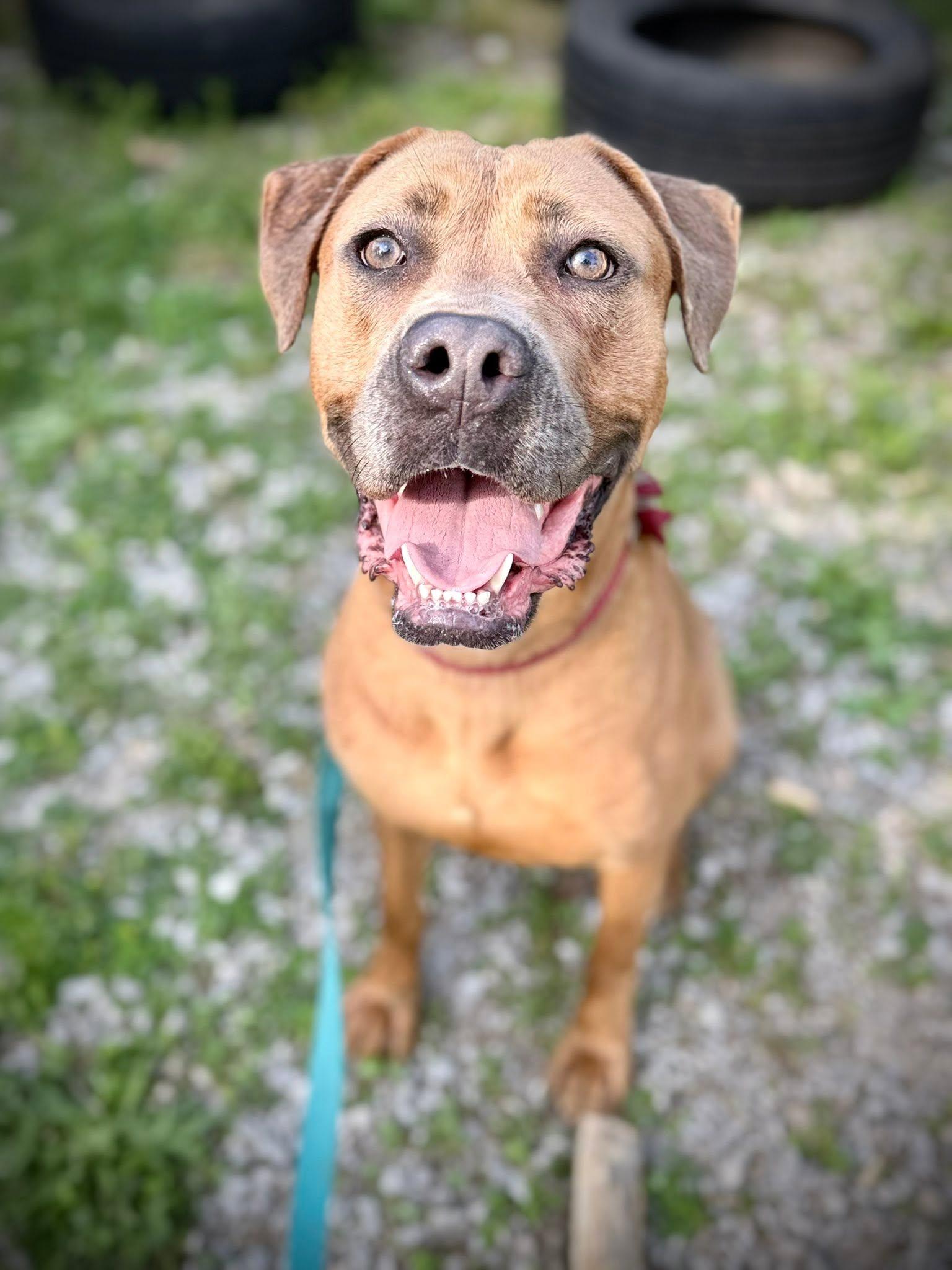 Amberlyn, ADOPTABLE, Adult Female Boxer & Labrador Retriever.