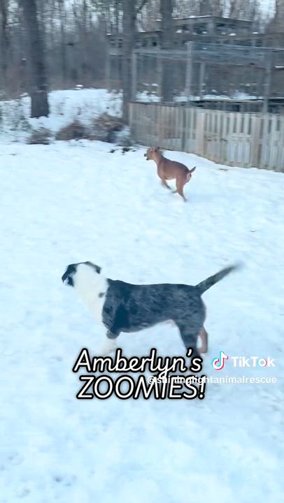Enlarge Amberlyn, a ADOPTABLE mixed breed in Edwardsville, IL video 2/2