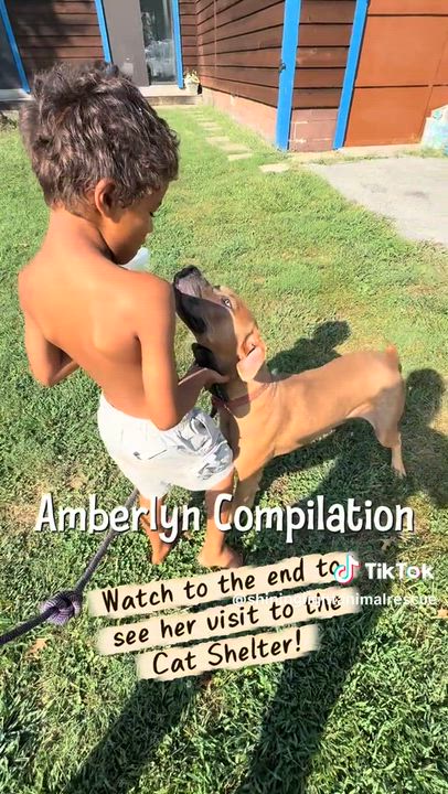 Enlarge Amberlyn, a ADOPTABLE mixed breed in Royalton, IL video 2/5
