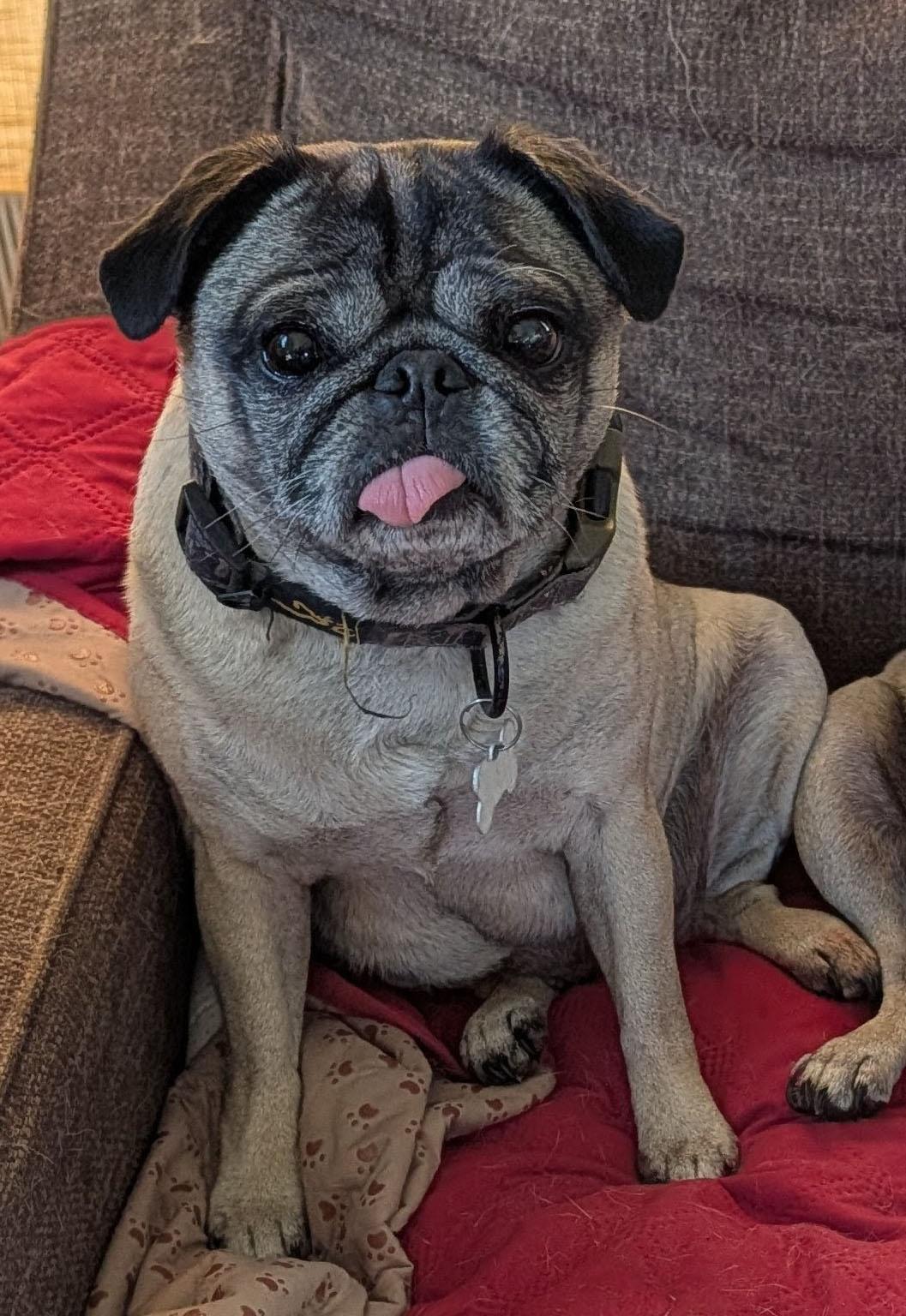 Enlarge Lulu , a ADOPTABLE Pug in Benton, KS image 1/1