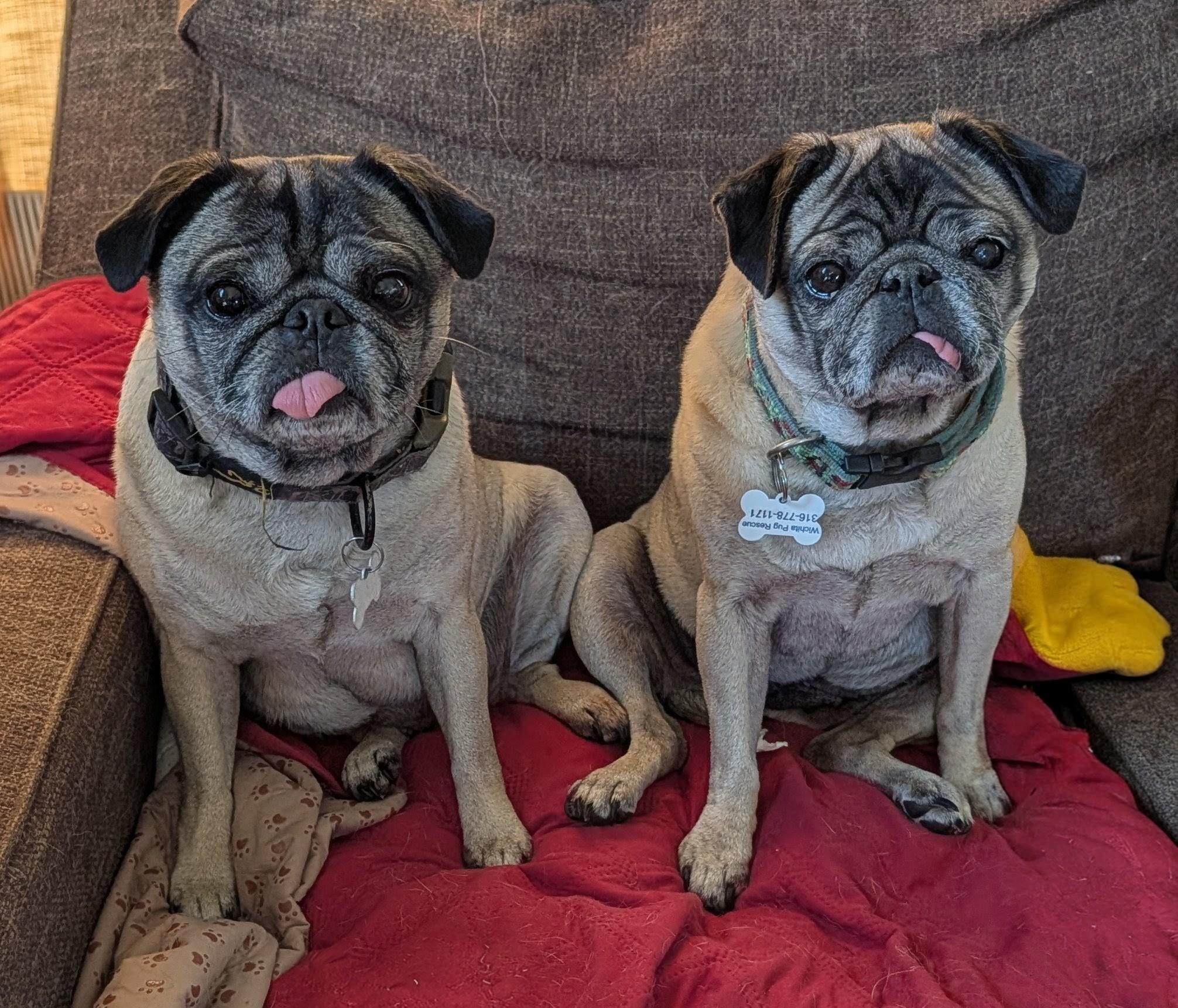 Enlarge Lulu & Rory, a ADOPTABLE Pug in Benton, KS image 1/1