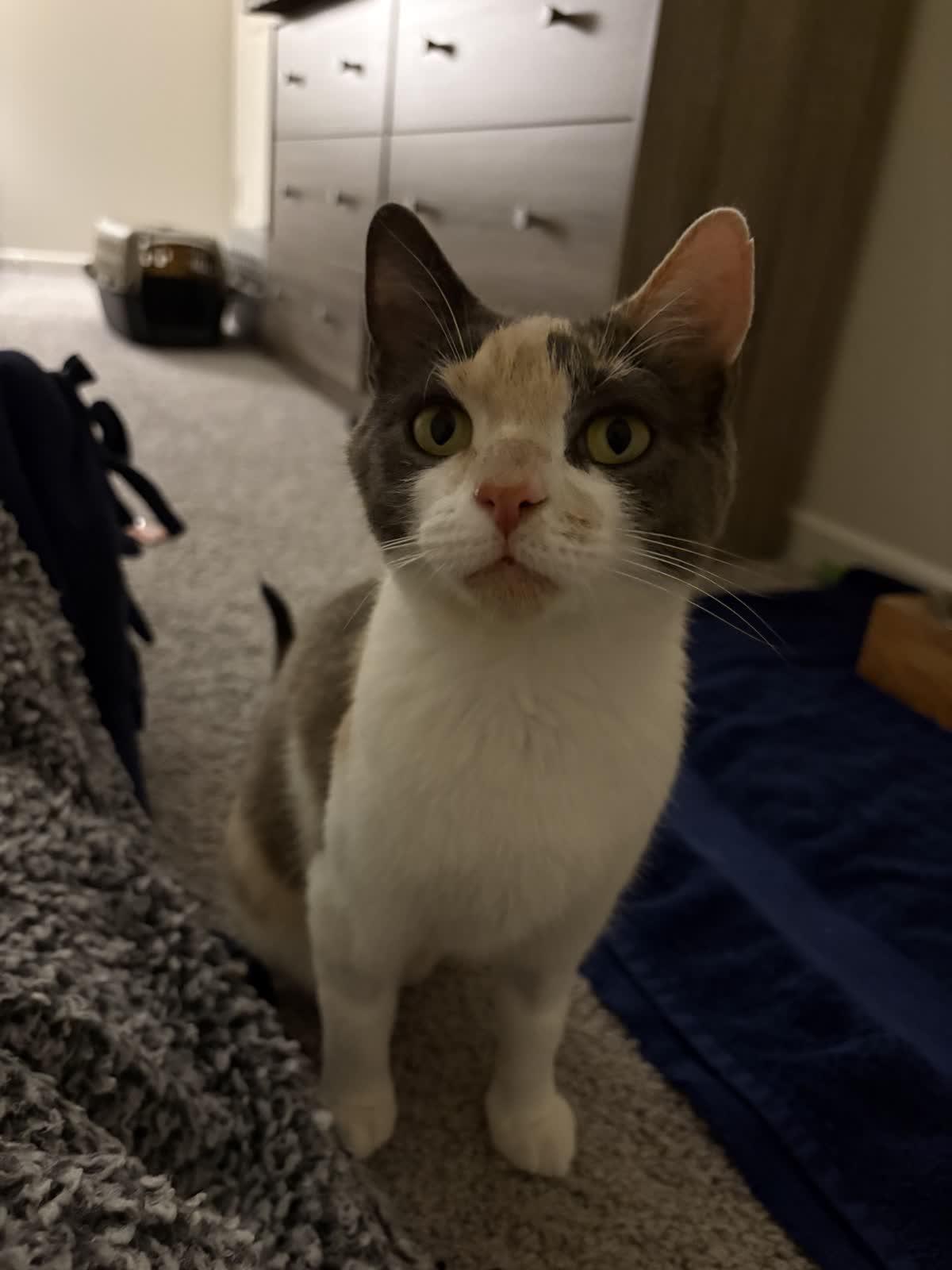 Enlarge Misty, a Adoptable Dilute Calico in Indianapolis, IN image 3/6