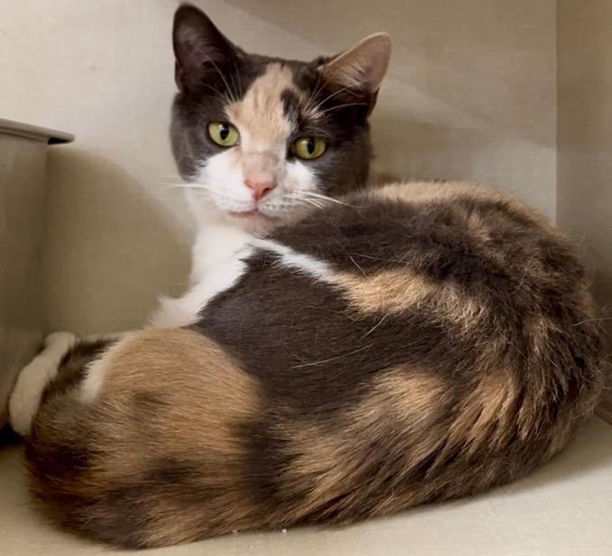 Enlarge Misty, a Adoptable Dilute Calico in Indianapolis, IN image 6/6