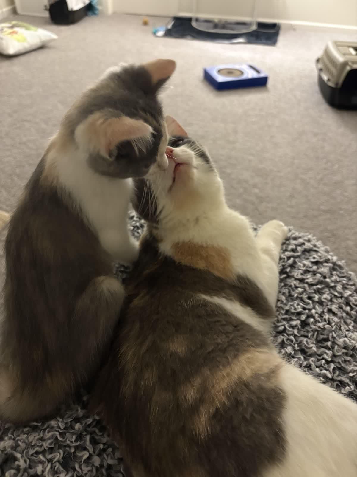 Enlarge Misty, a Adoptable Dilute Calico in Indianapolis, IN image 4/6