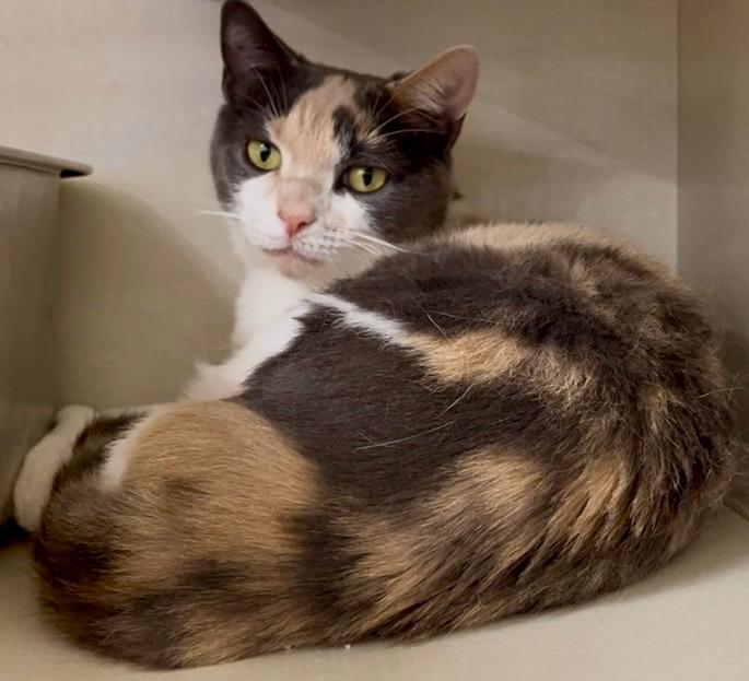 Misty, Adoptable, Young Female Dilute Calico.