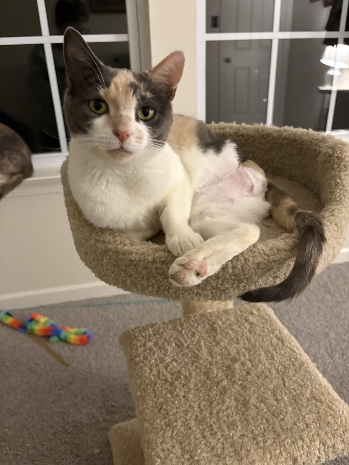 Enlarge Misty, a Adoptable Dilute Calico in Indianapolis, IN image 5/6