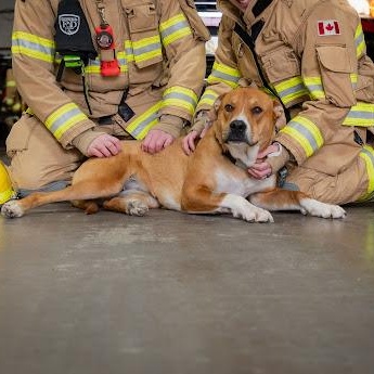 Tracey, a ADOPTABLE mixed breed in Edmonton, AB image 2/6