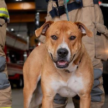 Tracey, a ADOPTABLE mixed breed in Edmonton, AB image 6/6