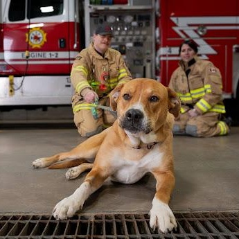 Tracey, a ADOPTABLE mixed breed in Edmonton, AB image 5/6