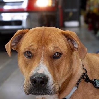 Tracey, a ADOPTABLE mixed breed in Edmonton, AB image 3/6