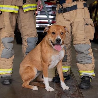 Tracey, ADOPTABLE, Adult Female Labrador Retriever & Boxer.
