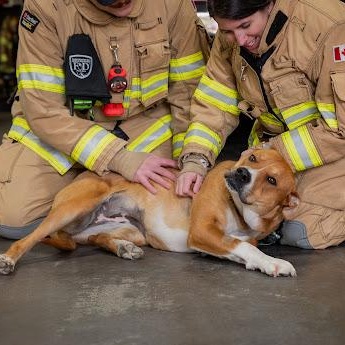 Tracey, a ADOPTABLE mixed breed in Edmonton, AB image 4/6