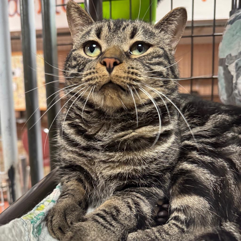 Verne, Adoptable, Adult Male Domestic Short Hair.
