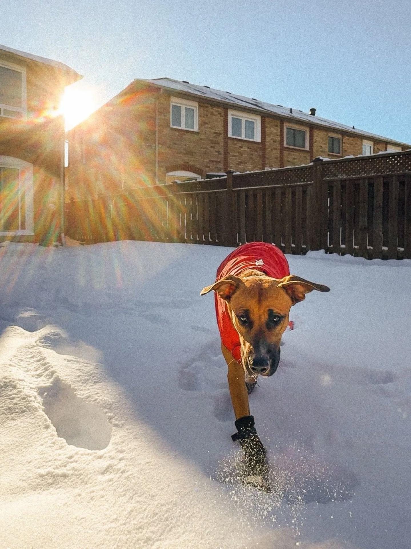 Roscoe, an adopted Mixed Breed in Vaughan, ON image 3/6
