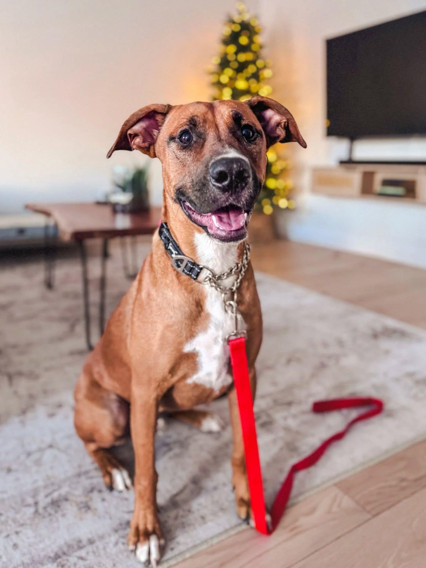 Roscoe, an adopted Mixed Breed in Vaughan, ON image 2/6