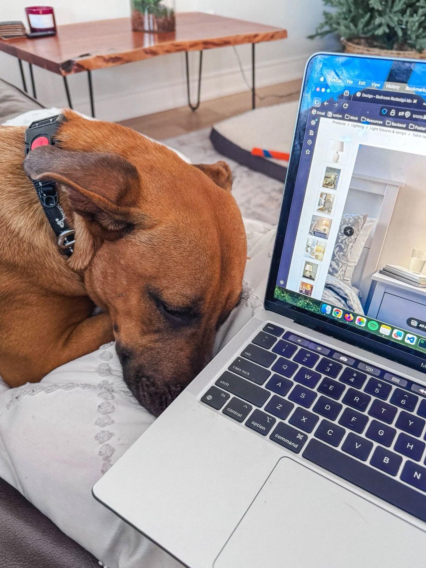 Roscoe, an adopted Mixed Breed in Vaughan, ON image 4/6