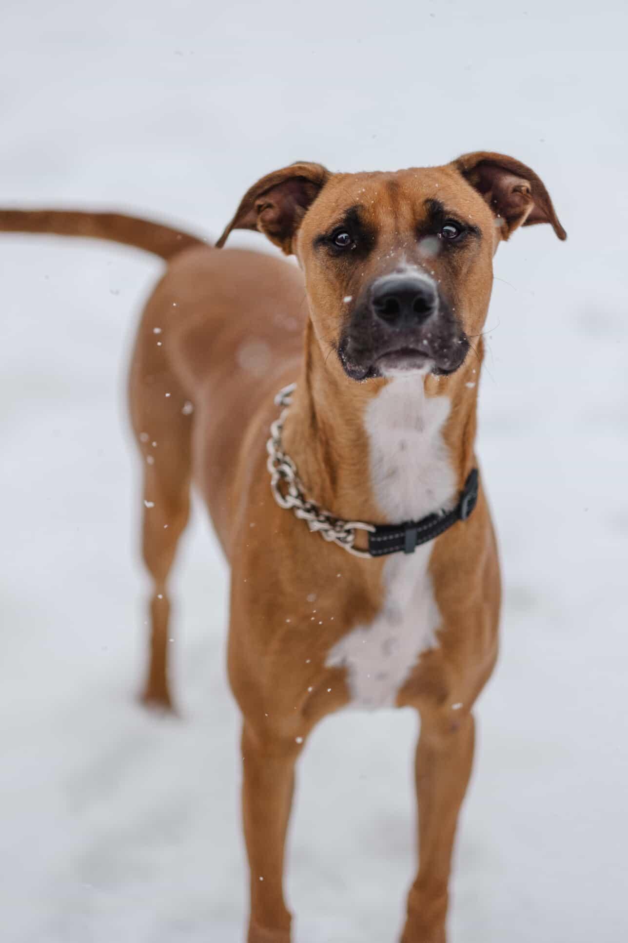 Roscoe, an adopted Mixed Breed in Vaughan, ON image 1/6