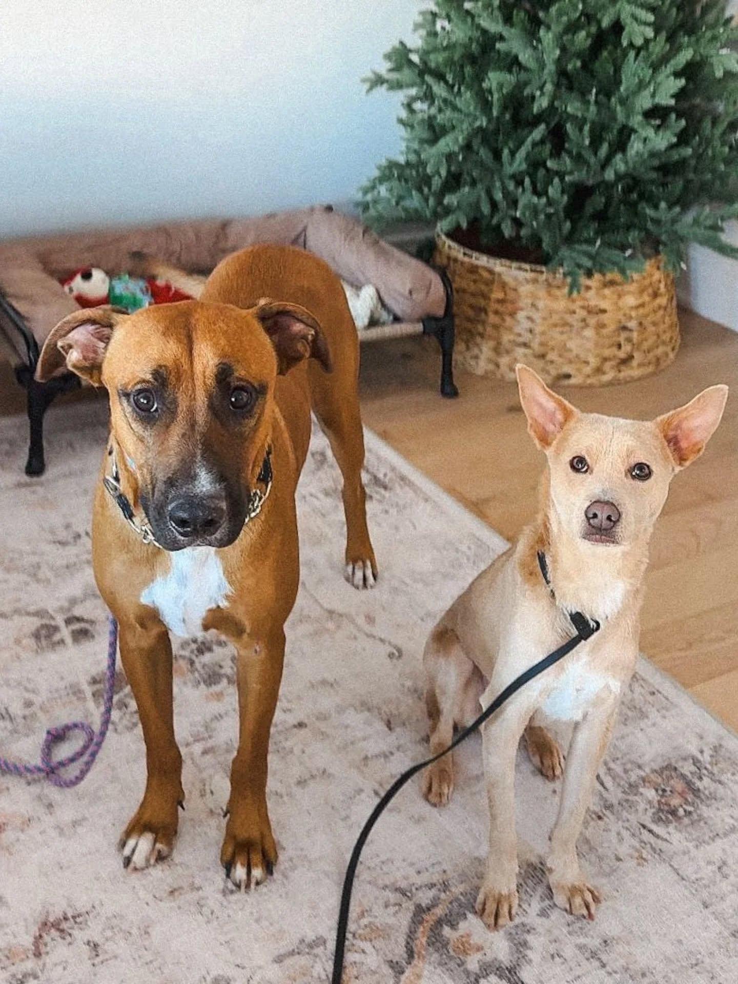 Roscoe, an adopted Mixed Breed in Vaughan, ON image 6/6