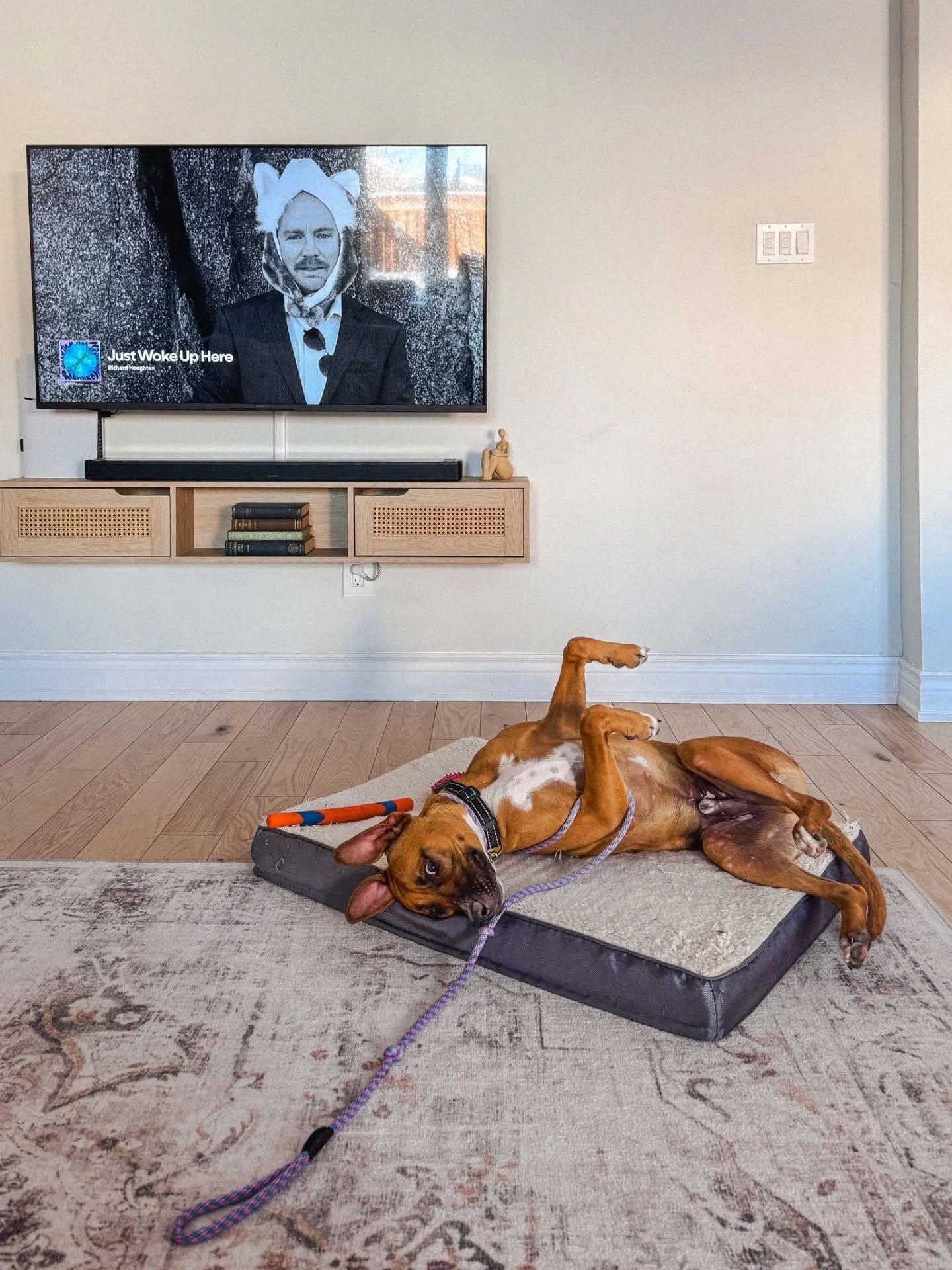 Roscoe, an adopted Mixed Breed in Vaughan, ON image 5/6