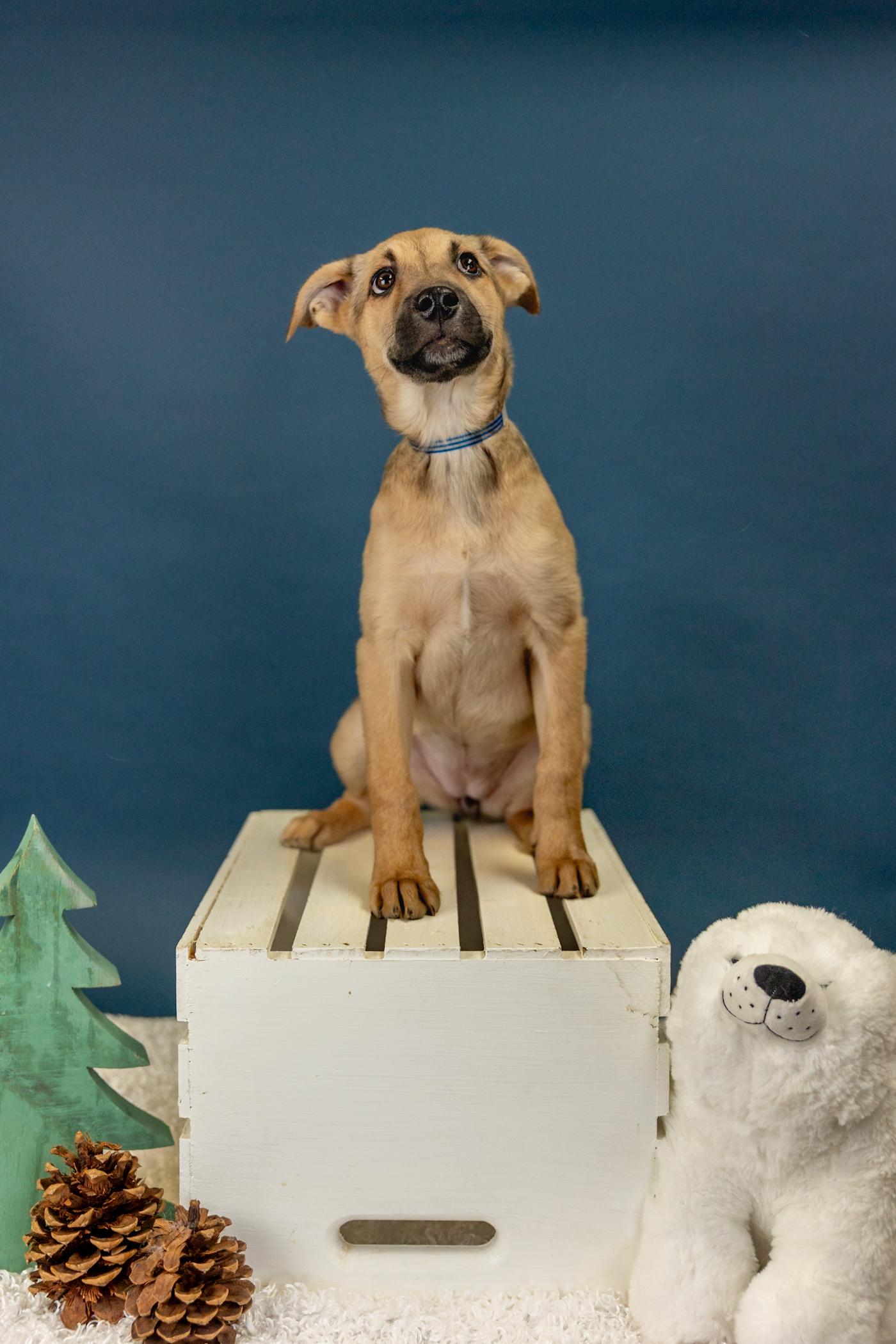 16-26 Tilly, ADOPTABLE, Young Female Shepherd.