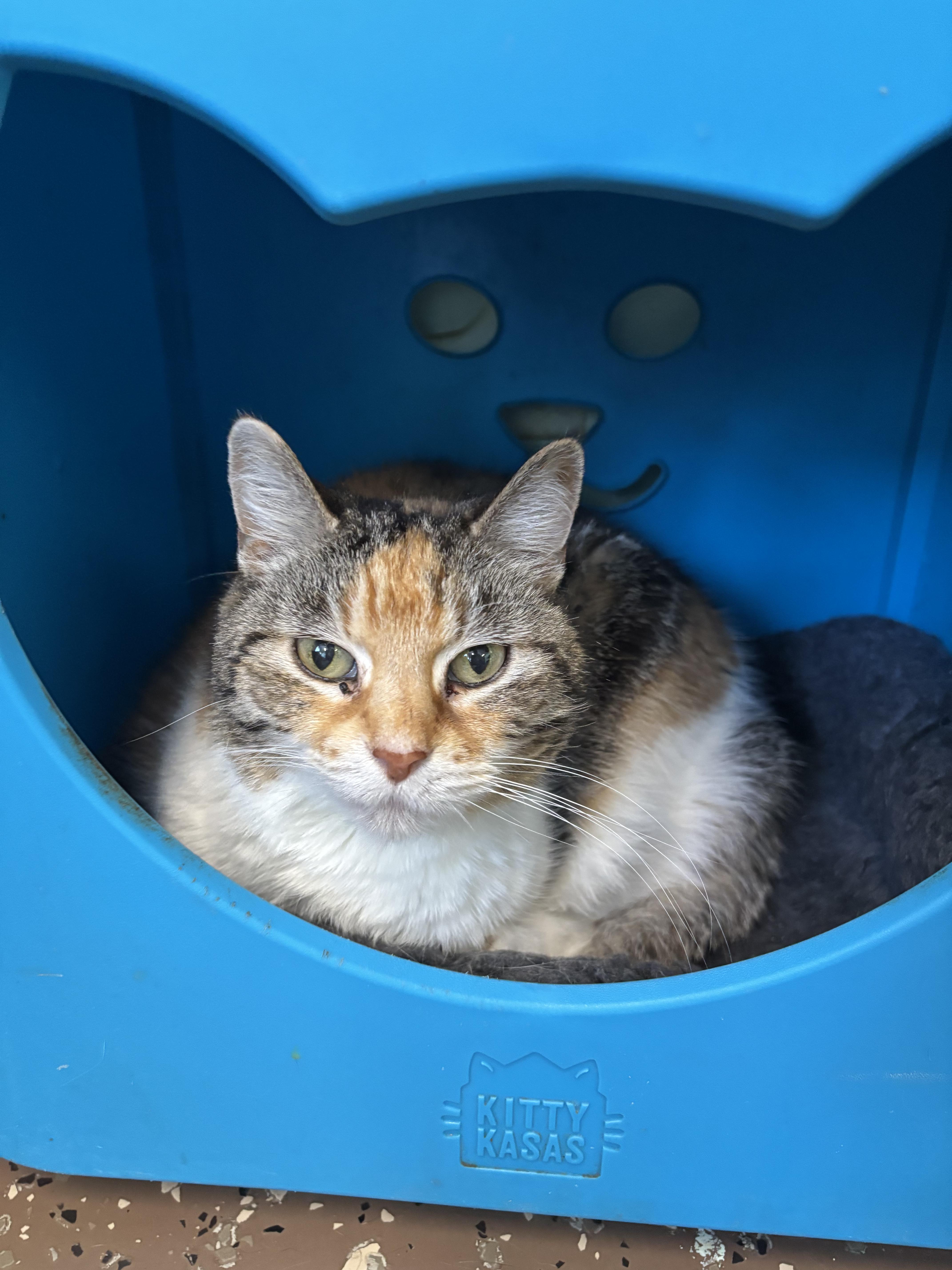 Enlarge Elizabeth, a ADOPTABLE Domestic Short Hair in Franklin, IN image 1/1