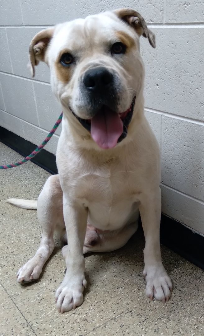 Jake, a Adoptable mixed breed in Westminster, SC image 1/2