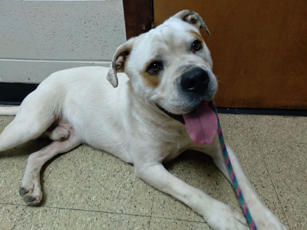 Jake, a Adoptable mixed breed in Westminster, SC image 2/2