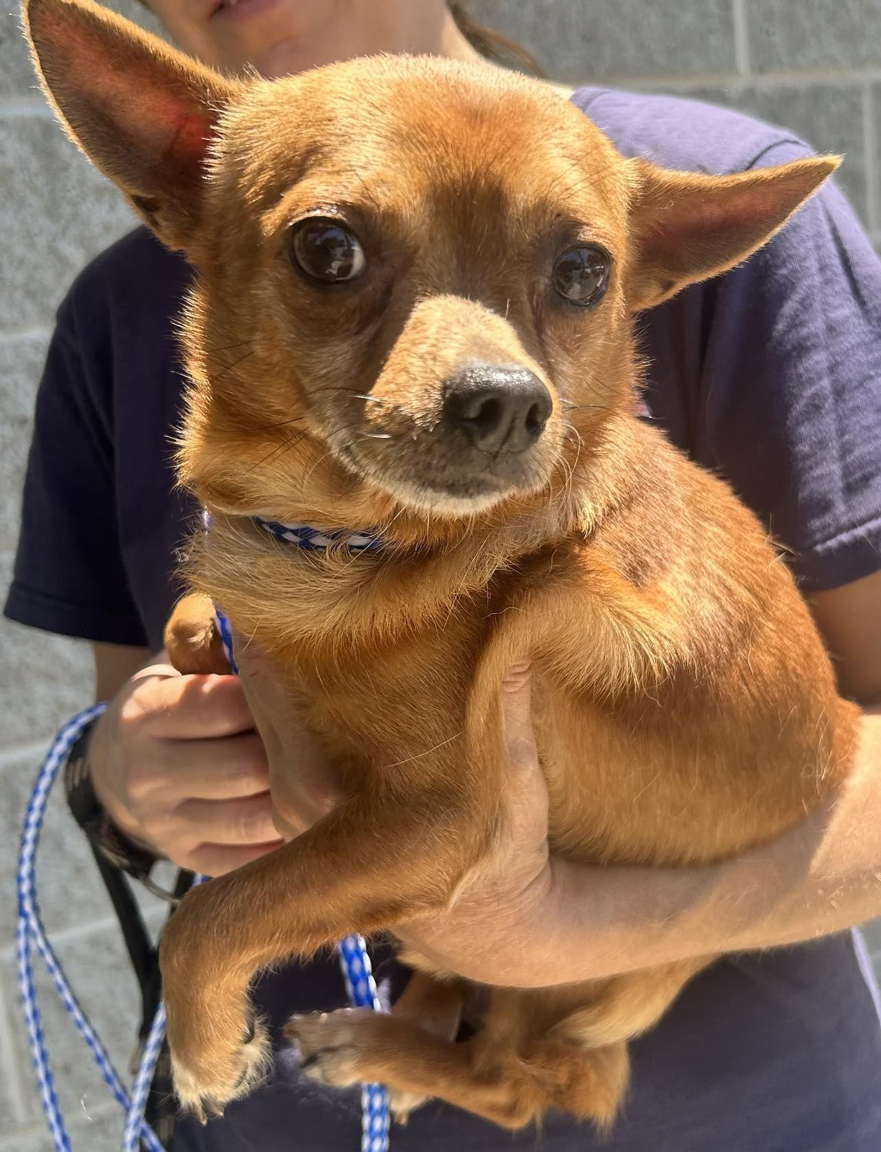 Tito, Adopted, Adult Male Chihuahua.