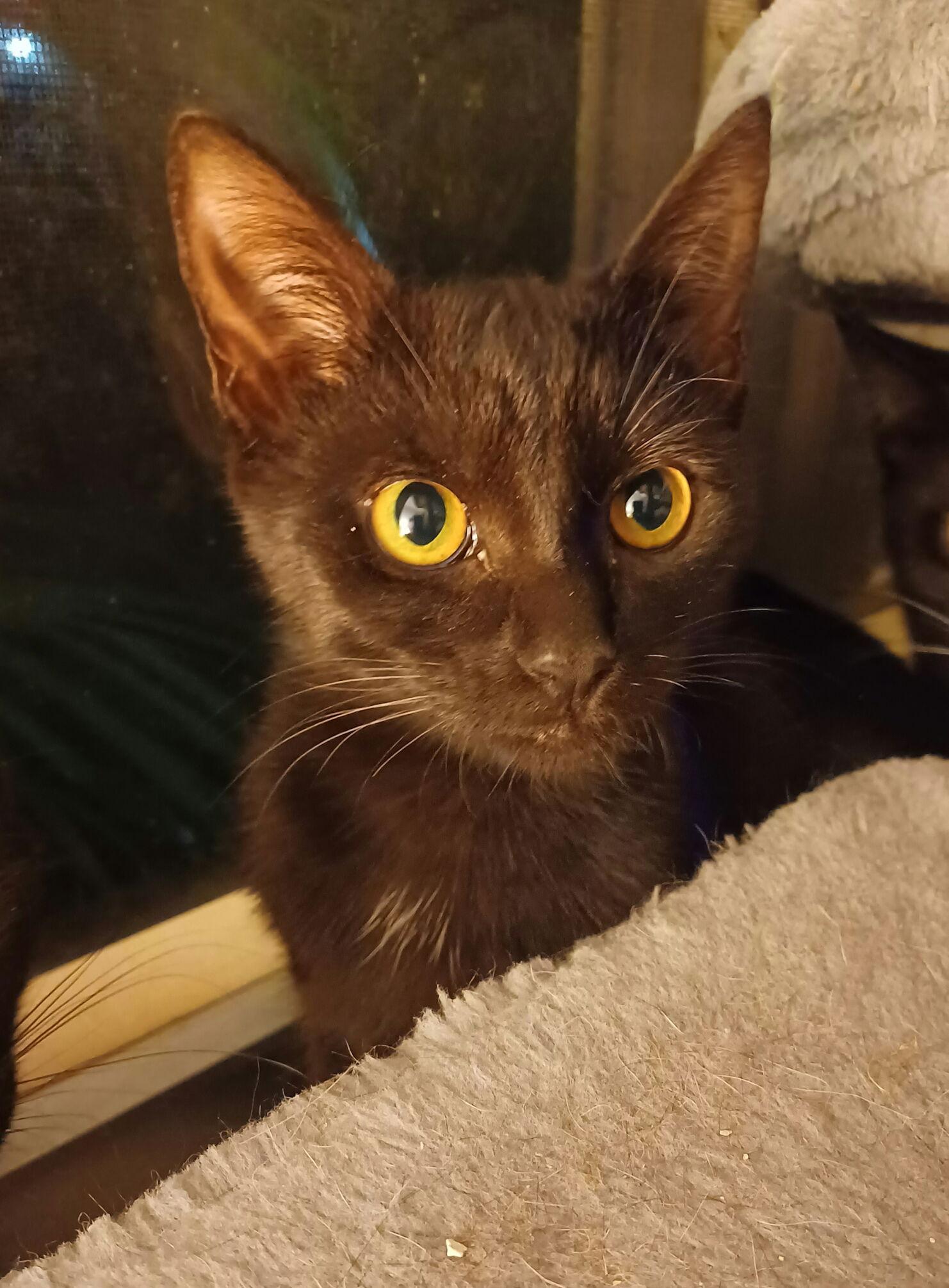 Sadie *, Adoptable, Young Female Domestic Short Hair.