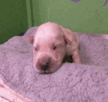 Enlarge Tallacksonee / Ronnie, a Adopted mixed breed in Broomfield, CO image 1/3