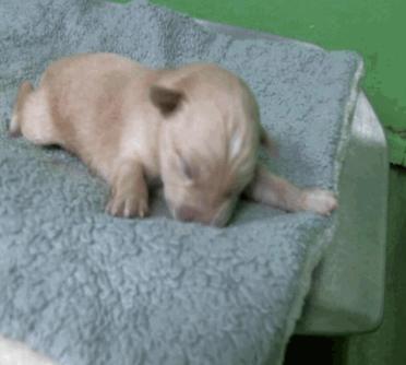 Enlarge Tallacksonee / Ronnie, a Adopted mixed breed in Broomfield, CO image 2/3