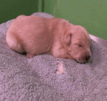 Enlarge Tallacksonee / Ronnie, a Adopted mixed breed in Broomfield, CO image 3/3