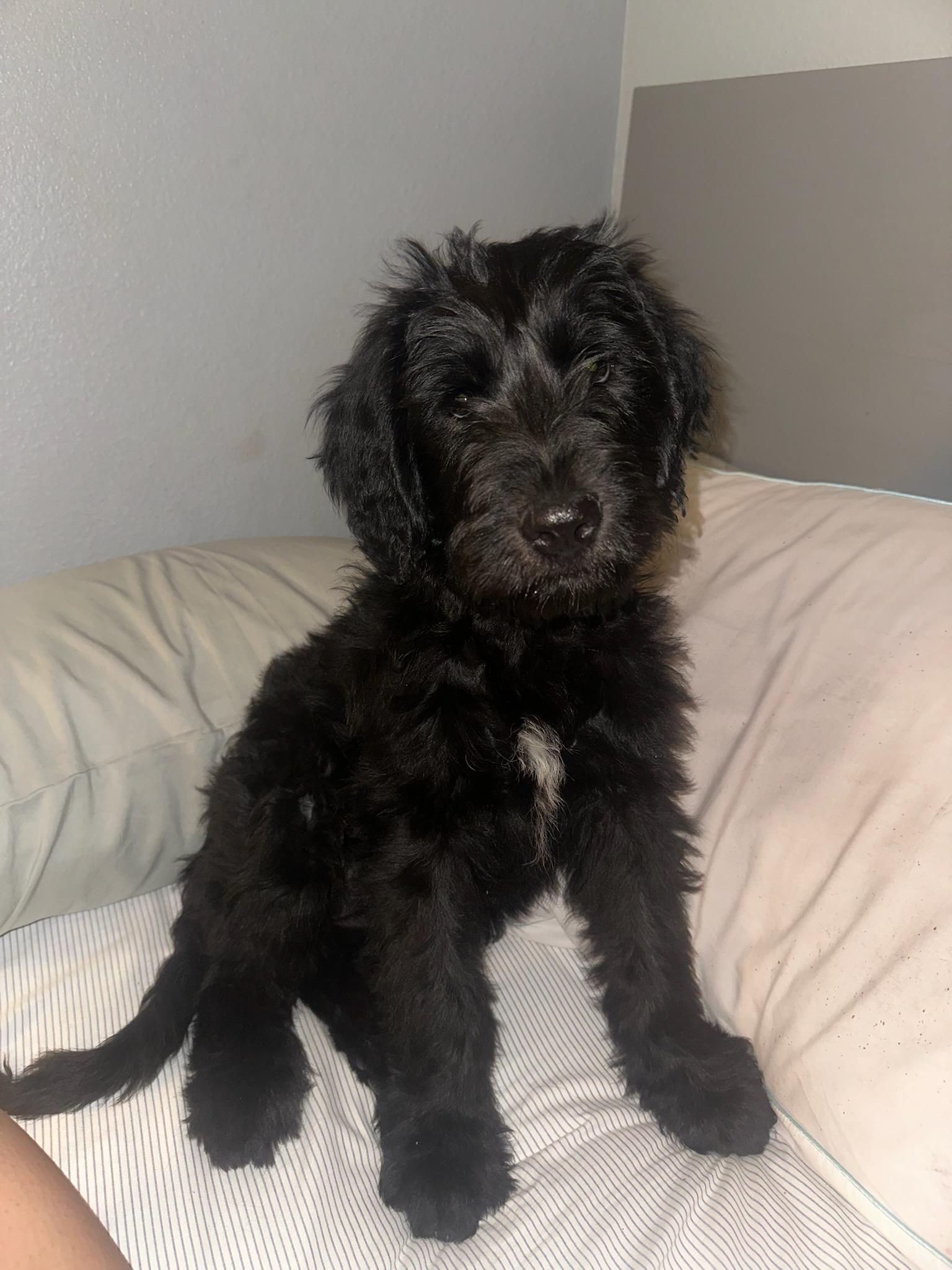 Bethany, ADOPTABLE, Puppy Female Goldendoodle.