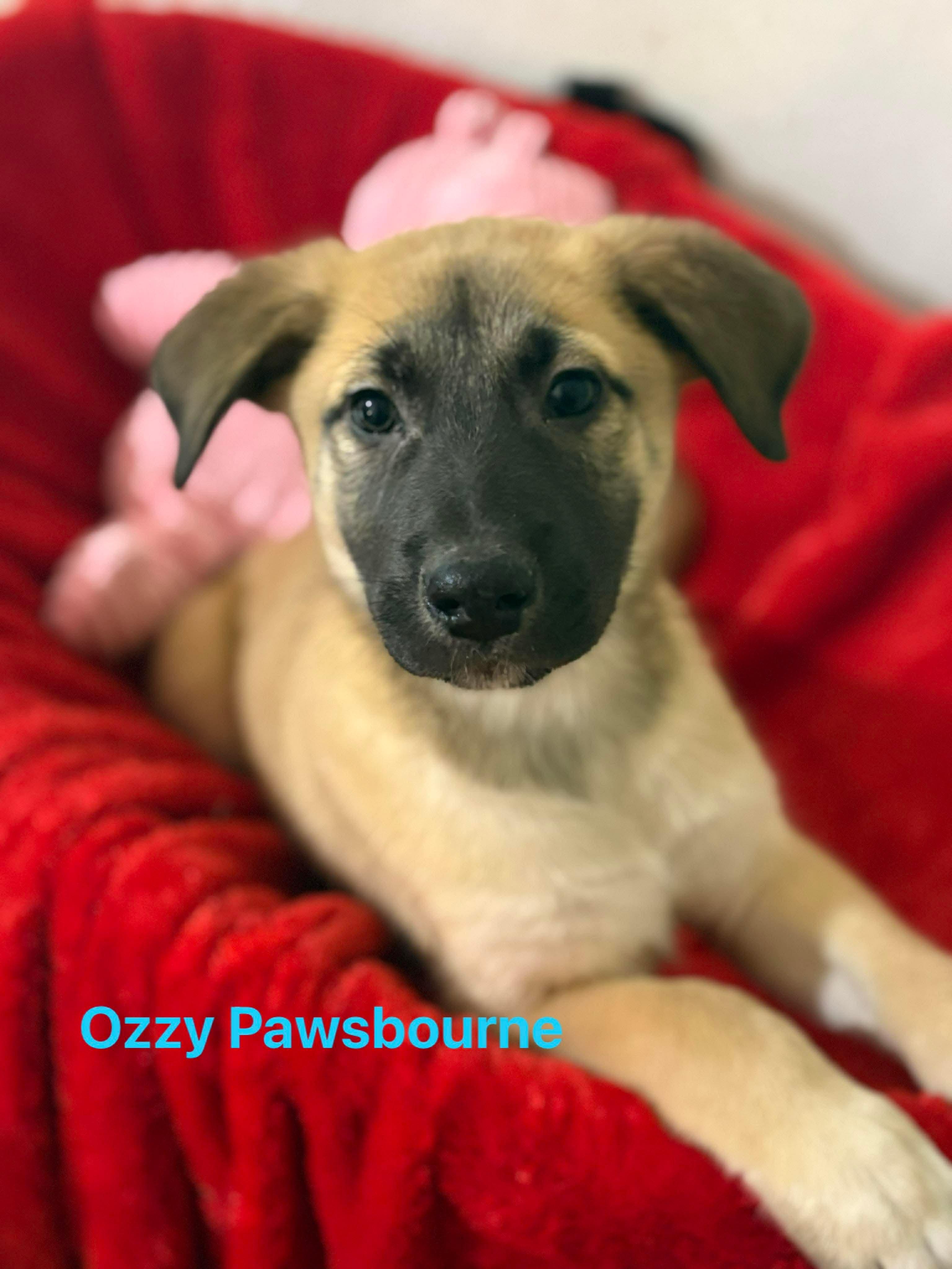Enlarge Ozzy Pawsborne, an adopted mixed breed in East Haddam, CT image 1/2
