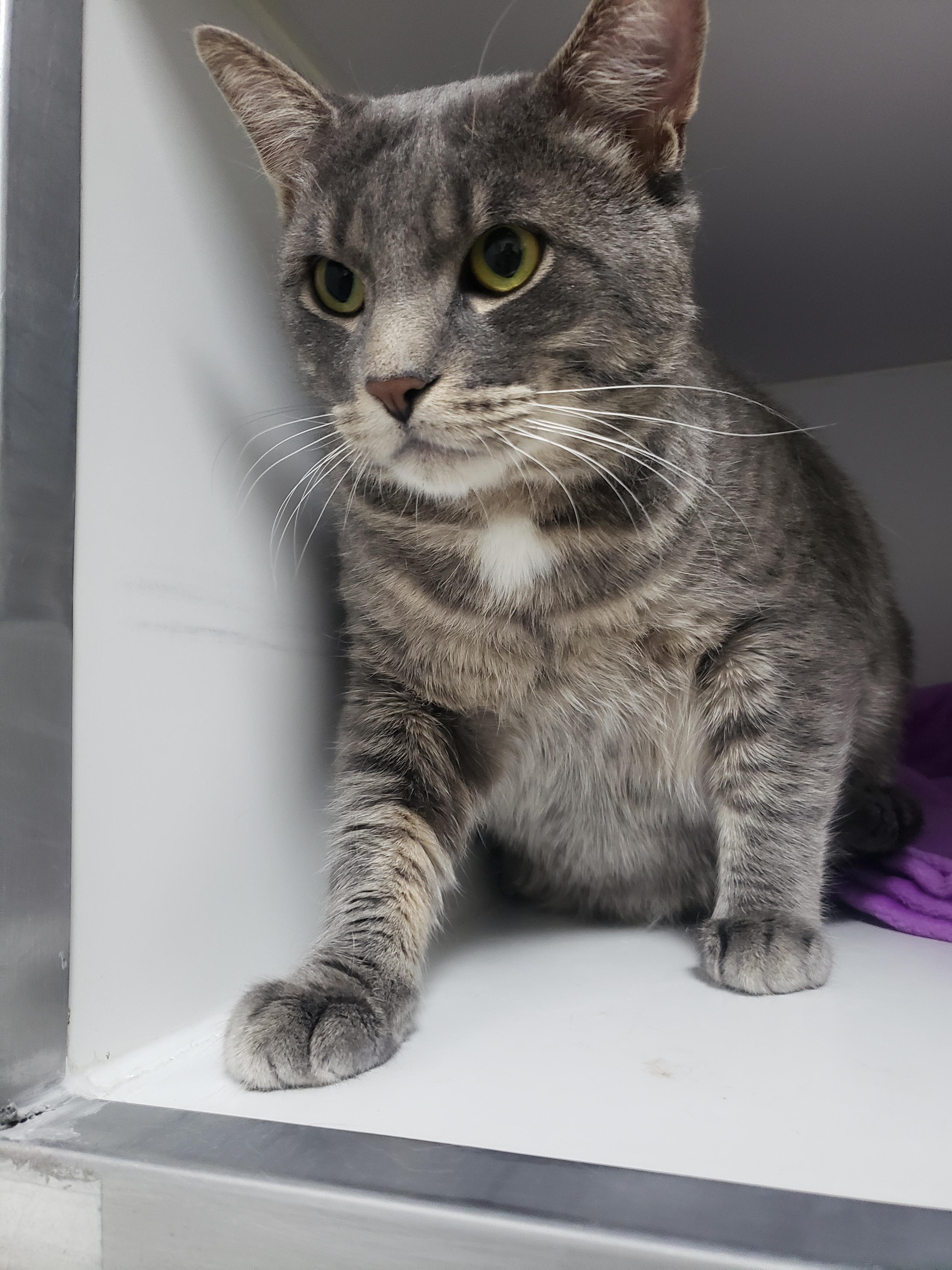 Enlarge Fred, a Adopted Tabby in Candiac, QC image 2/4