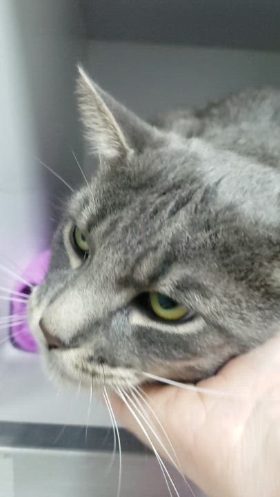 Enlarge Fred, a Adopted Tabby in Candiac, QC video 4/4