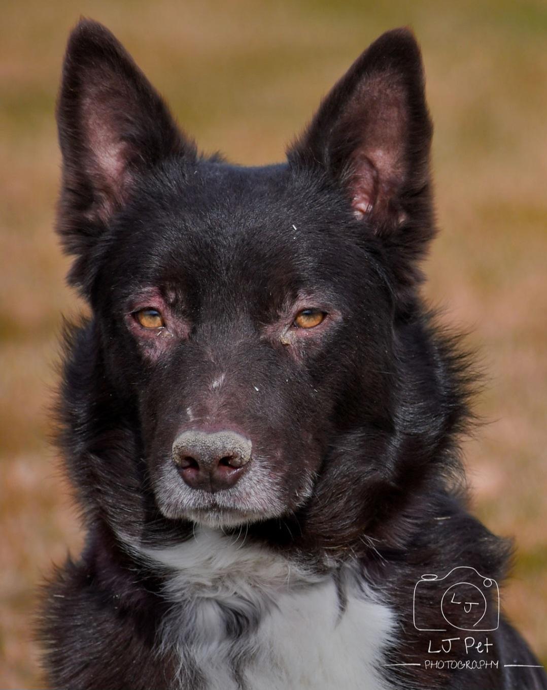 Oso, Adopted, Adult Male Husky.
