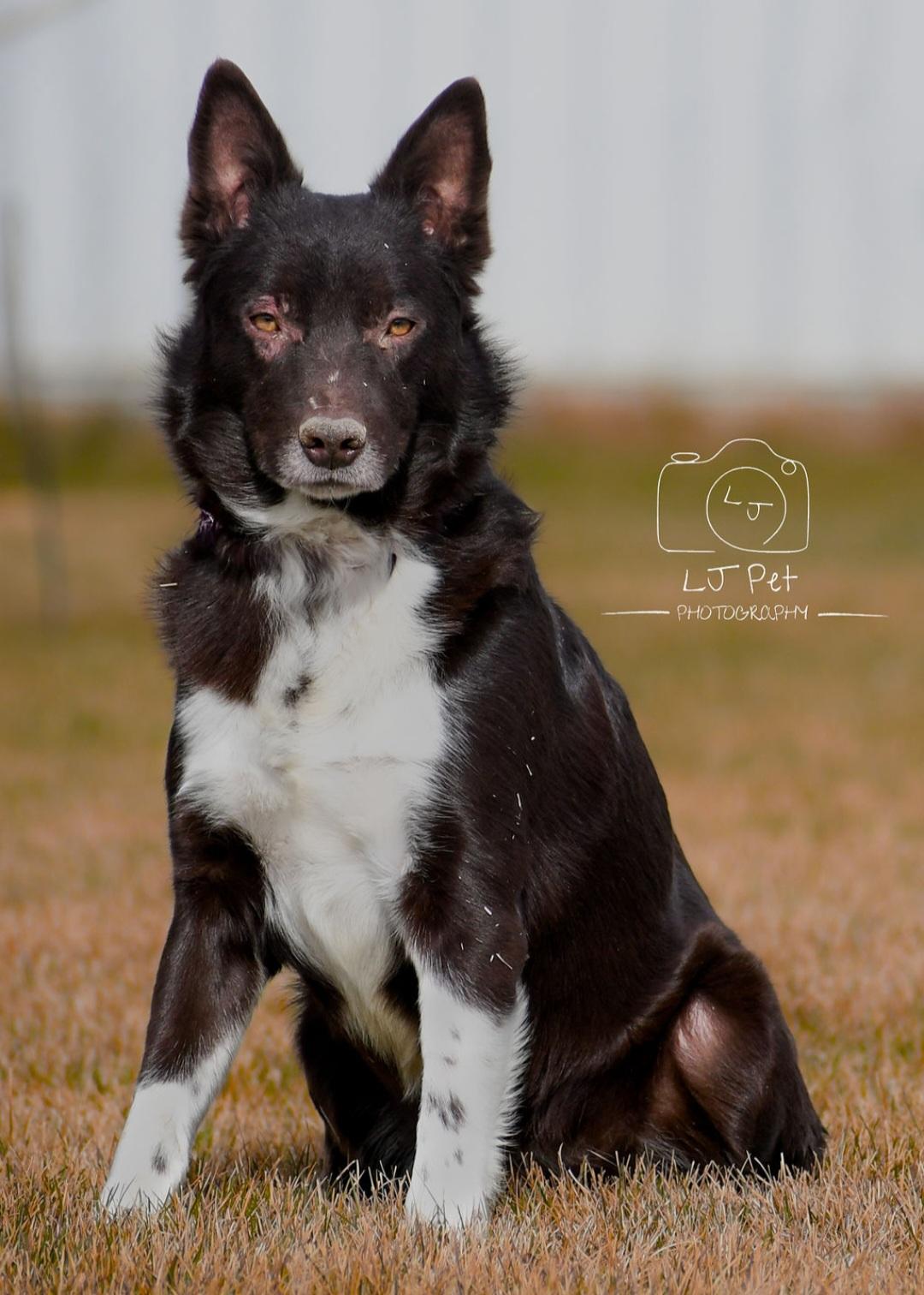 Oso, Adopted, Adult Male Husky.