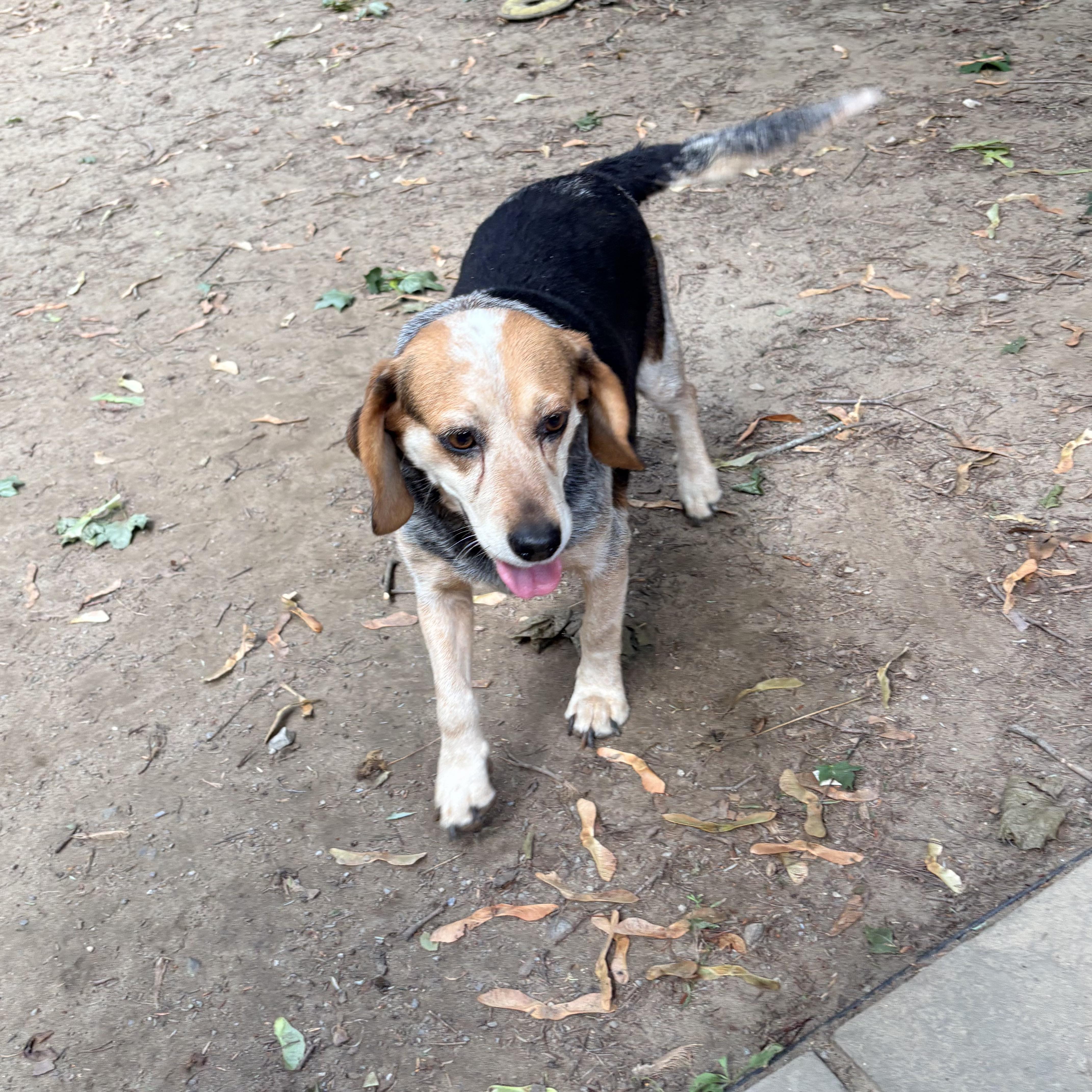 Enlarge Patsy, a Adopted Beagle in Burlington, VT image 5/6