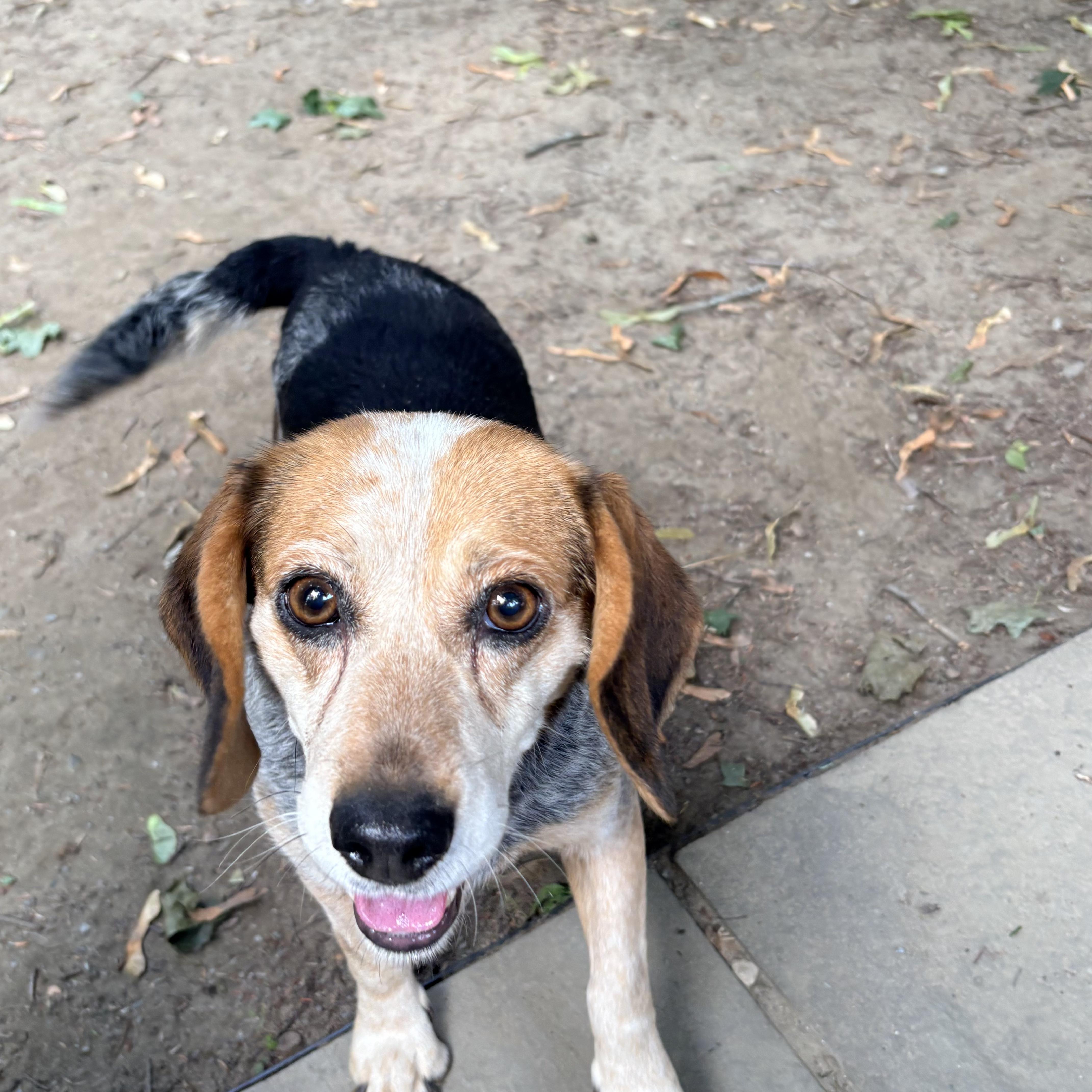 Enlarge Patsy, a Adopted Beagle in Burlington, VT image 4/6