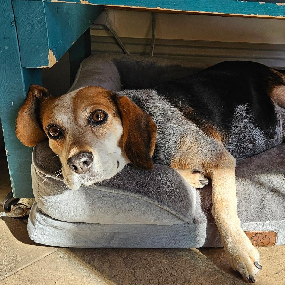 Enlarge Patsy, a Adopted Beagle in Burlington, VT image 1/6