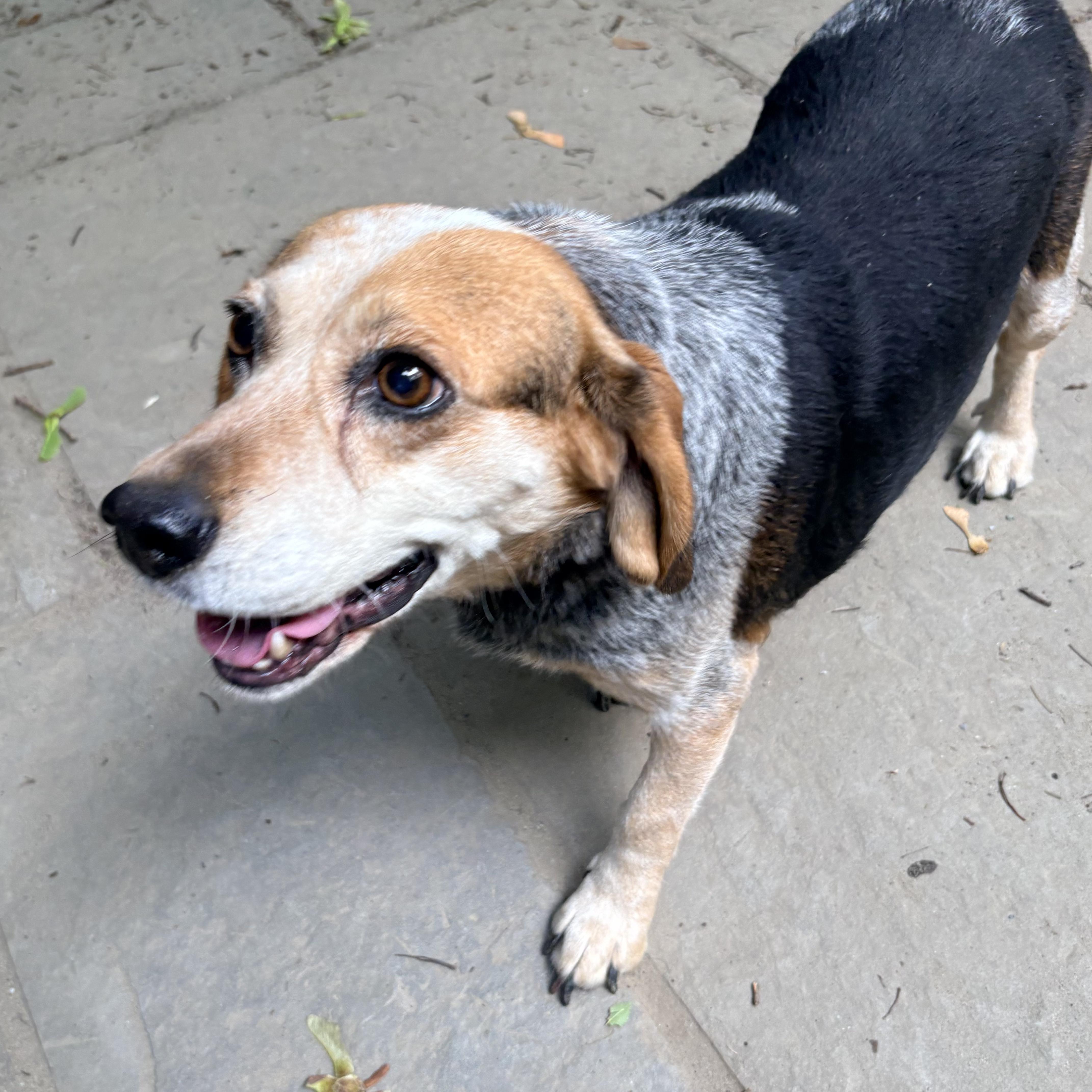 Enlarge Patsy, a Adopted Beagle in Burlington, VT image 3/6