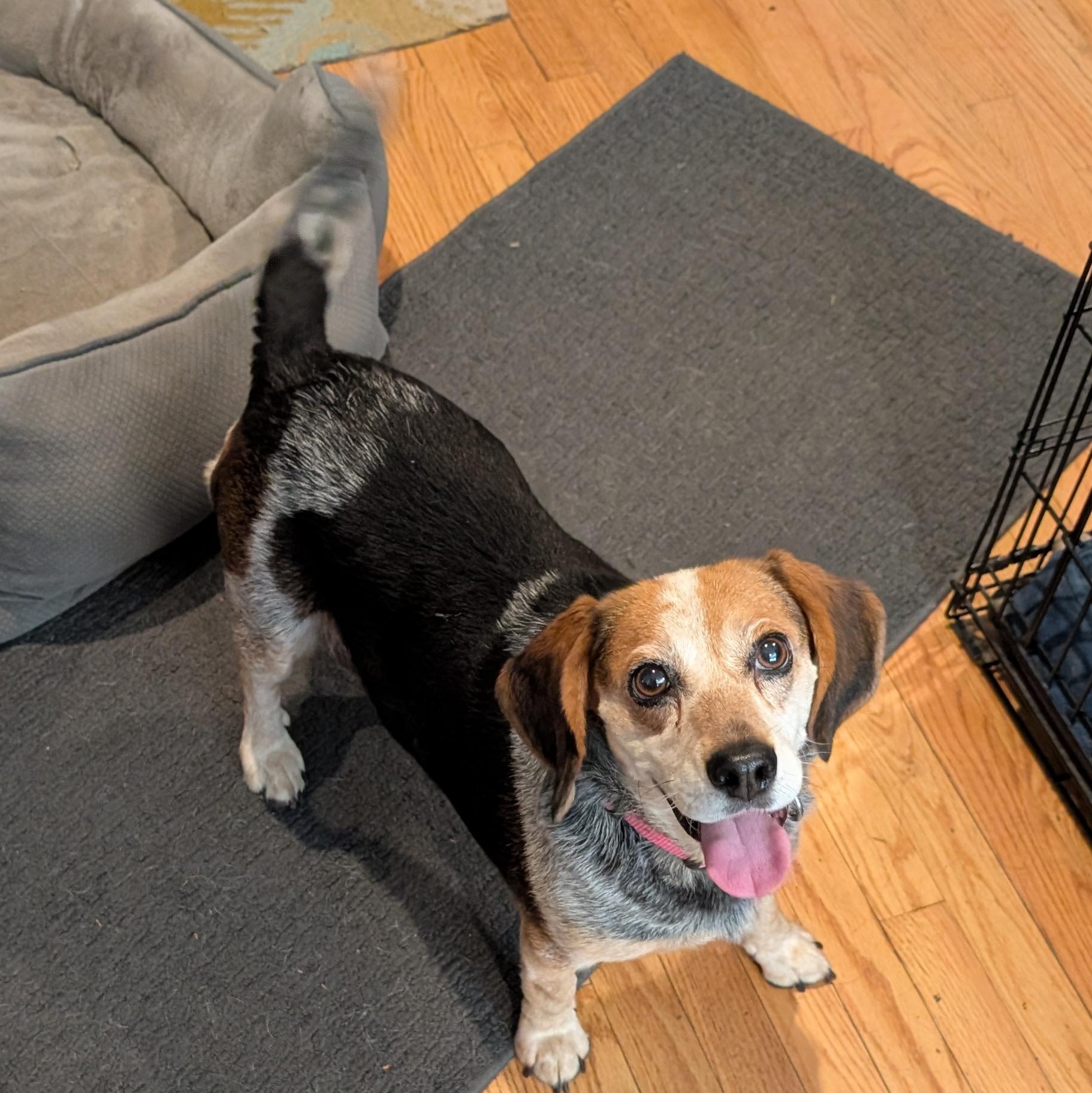 Enlarge Patsy, a Adopted Beagle in Burlington, VT image 2/6