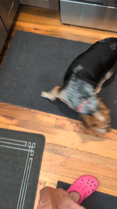 Enlarge Patsy, a Adopted Beagle in Burlington, VT video 6/6