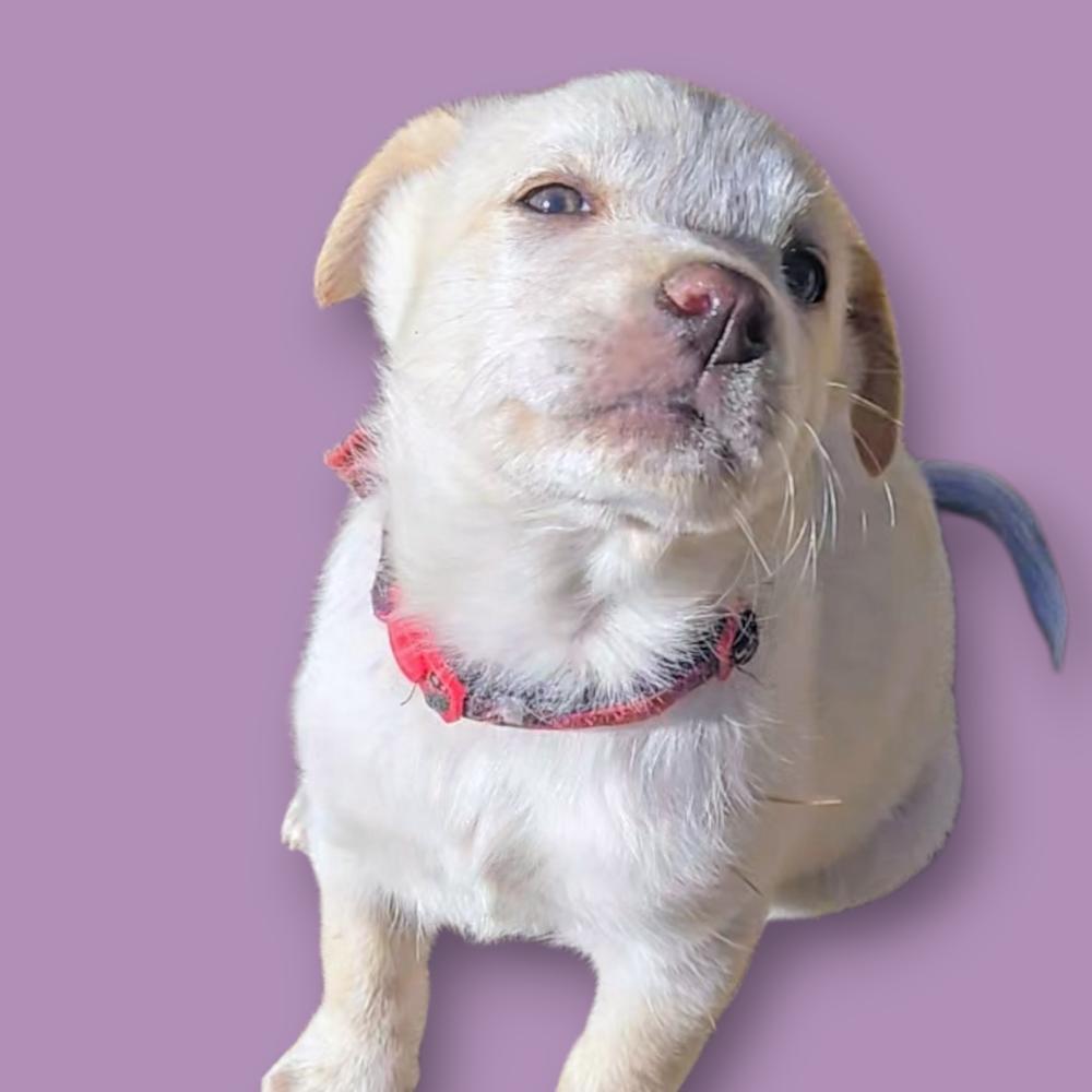Angel Cakes, Adoptable, Puppy Female Australian Shepherd & Retriever.