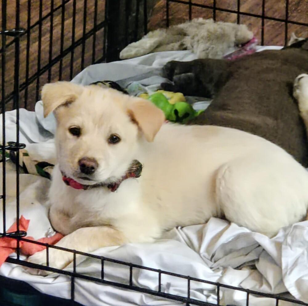 Enlarge Angel Cakes, a Adoptable mixed breed in Evergreen, CO image 2/6